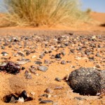 アリさんの巣から学ぶオフィスレイアウト成功の法則