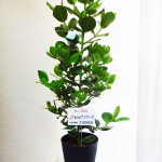 贈ると喜ばれること間違いなし！オフィスにお勧めの観葉植物１０選