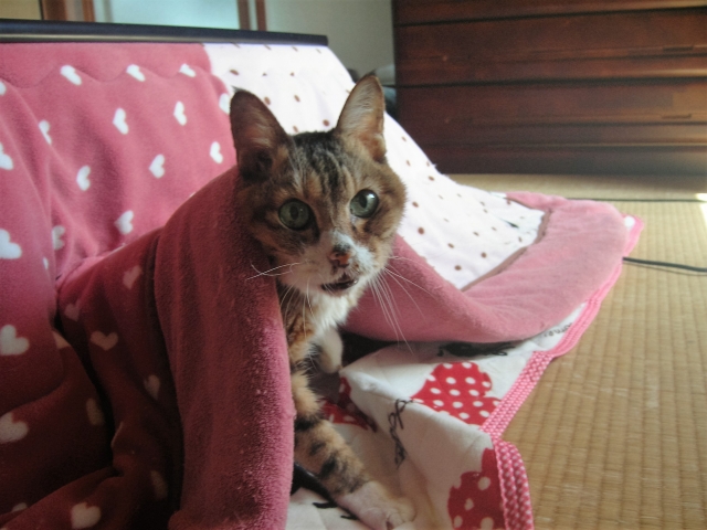 オフィスで足元が寒い！デスクをこたつにして足元暖かに