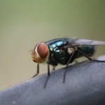 オフィスに発生する害虫はどんな種類がいるのか？その対策は？